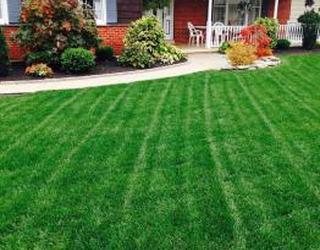 Image of Beat The Weeds Organic Based Lawn Fertilizing