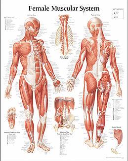 Image of Restorative Therapies LLC