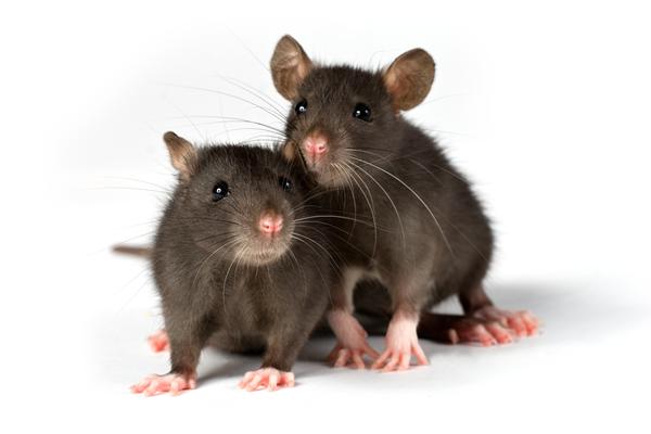 Afbeelding van Pest Control Midrand