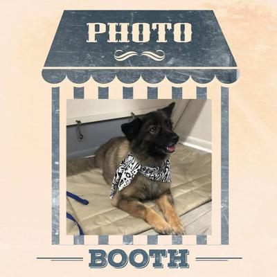 Image of Laura's Classy Canines
