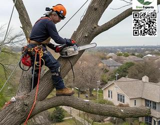 Image of Eagle Tree Experts