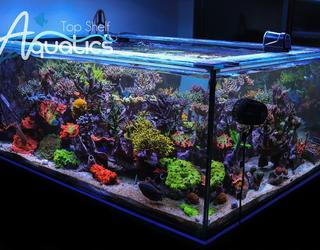 Image of Top Shelf Aquatics