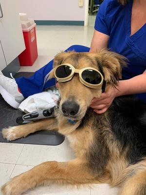 Image of Franklin Farm Veterinary Clinic