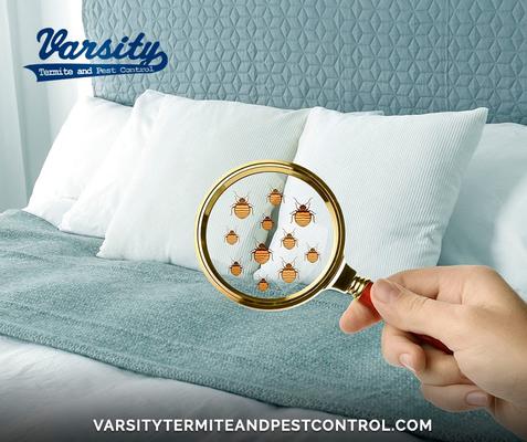 Image of Varsity Termite and Pest Control Gilbert