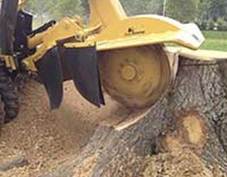 Image of NYC Discount Tree Trimming Service