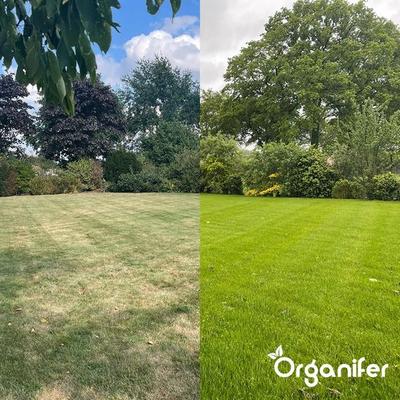 Organifer