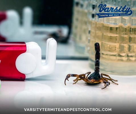 Image of Varsity Termite and Pest Control Gilbert