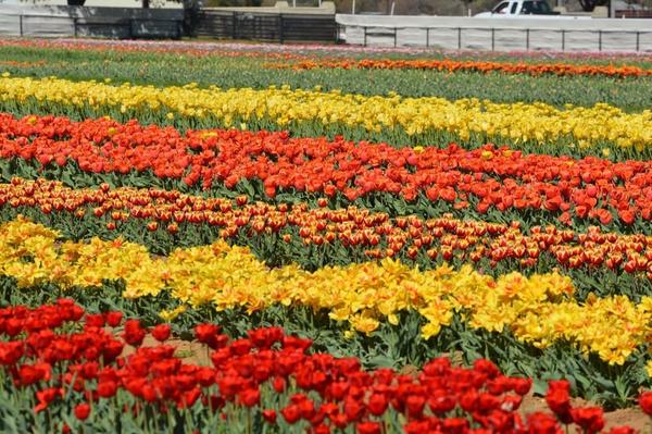 Image of Texas-Tulips, LLC