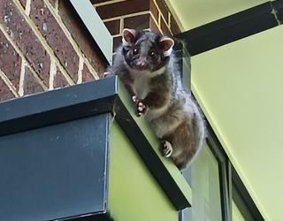 Defender Pest Control Specialists