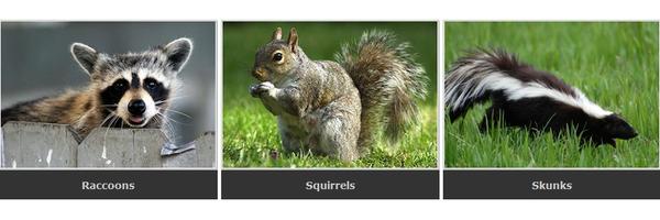 Image of All-Pest Control Services Inc