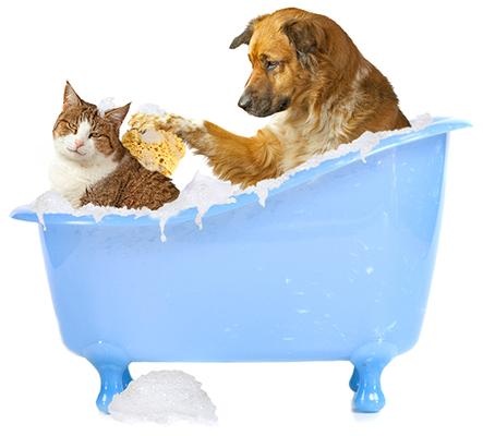 Image of For Dirty Paws