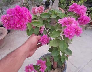 Shree Sai nursery