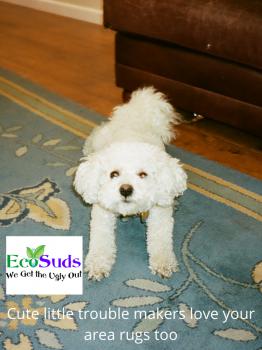 Image de Ecosuds Carpet and Upholstery Care