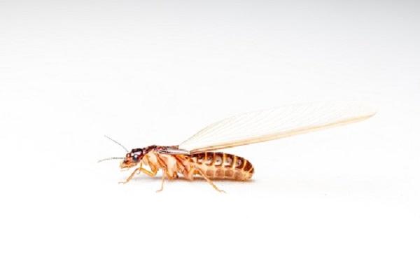 Image de Pest Control Markham Exterminator