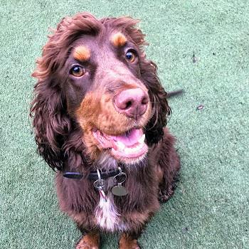 Image of Royvon Dog Training & Hotels - Esher