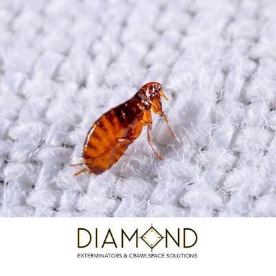 Image of Diamond Exterminators