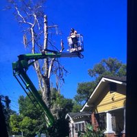 Image of Jeff Mobley Tree Services