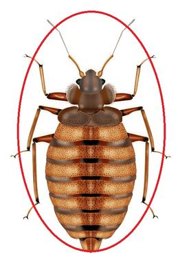 Image de Pest Control Markham Exterminator