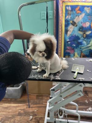 Image of Charm City Groomery