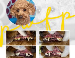Image de Pearly Whites for Pets