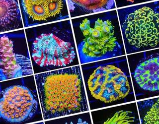 Image of Top Shelf Aquatics