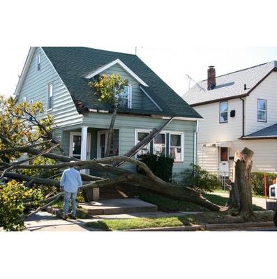Image of M&M Total Tree Service