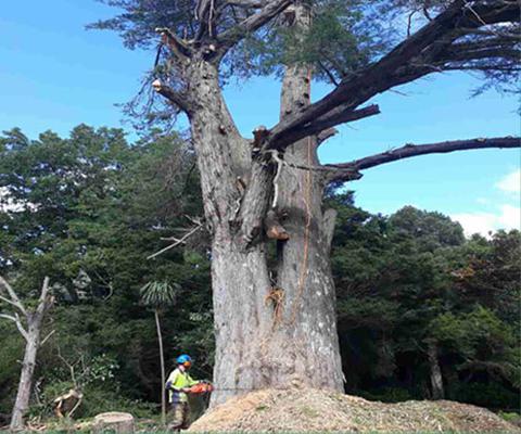 P & P Tree Service Baltimore