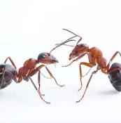 Image de PESTEX Pest Control Hamilton