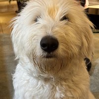 Image de Muttley Crüe Organics
