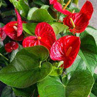 Image of Greenery Hire 