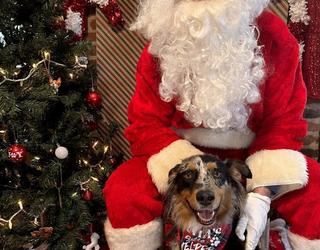 Image of Atlanta Dog Trainer