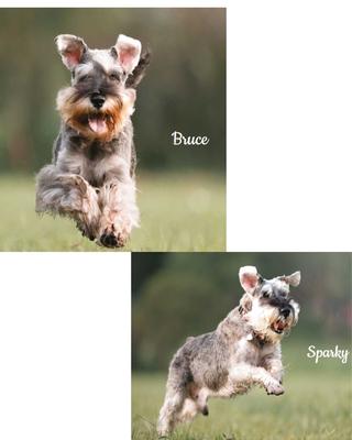 The inspiration behind YoDoggo - Sparky & Bruce