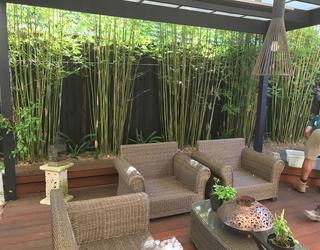 Image of Red Cloud Bamboo