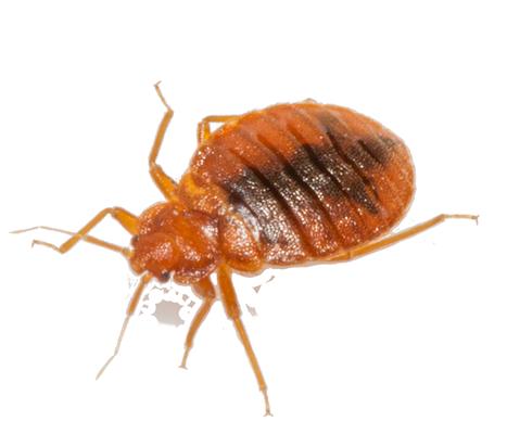 Afbeelding van Pest Control Midrand