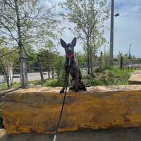 Image of Off Leash K9 Training of Oklahoma