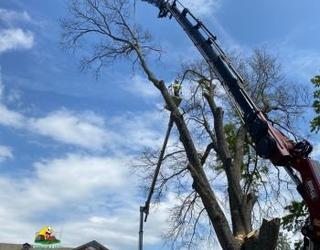Image of Stump Eater Tree Service