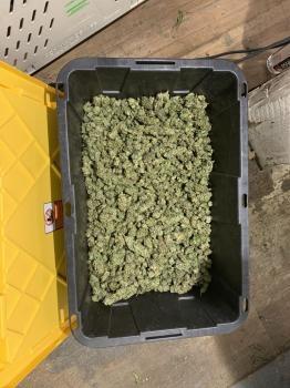 Image of Kush Factory