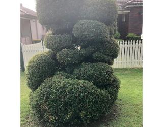 Image of Pichor‘s Gardening
