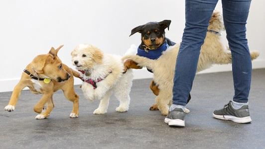 Image de When Hounds Fly (Dundas West)