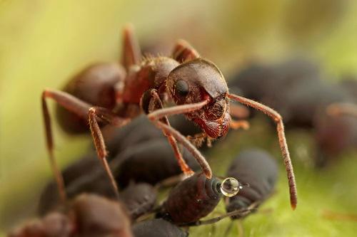 Image of Green Pest Services