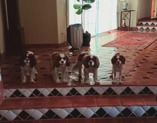 Image of The Pet Nanny In-Home Pet Sitters, LLC