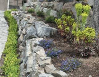 Image of Eucalyptus Tree Service Landscaping & Design