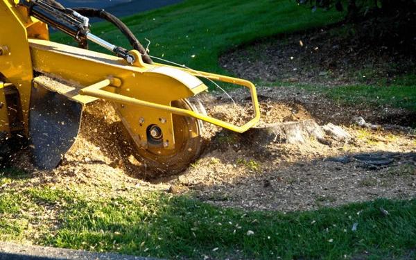 Image of Top Notch Tree Service of Westfield