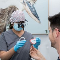 Image of Tooth Sparkler
