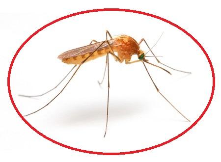 Image de Pest Control Markham Exterminator