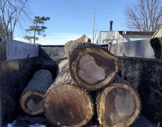 Image de Elite Tree Service