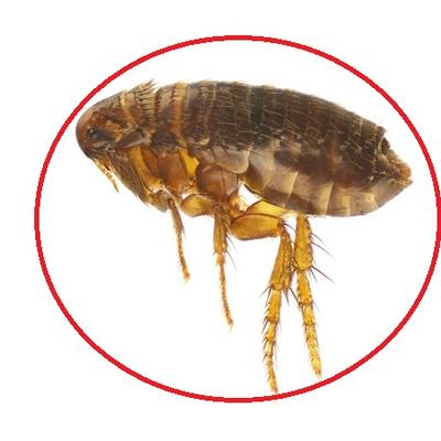 Image de Pest Control Markham Exterminator