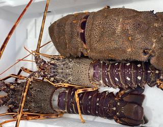 Imazhi i Peshk i Freskët Olti