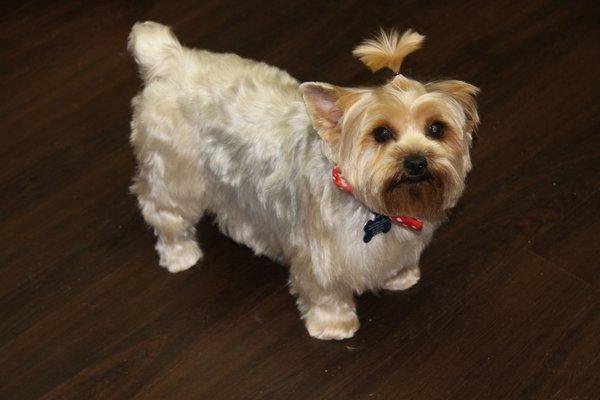 Image of WM Pet Services & Boutique