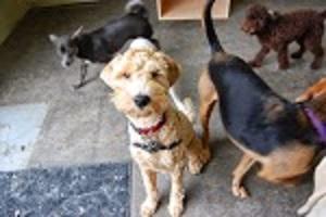 Image of Paws Playgrounds